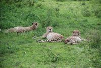 cheetahs