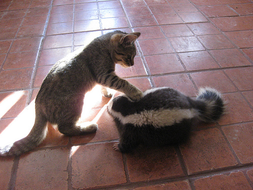 Social-Networks: Grabbing The Skunk By The Tail